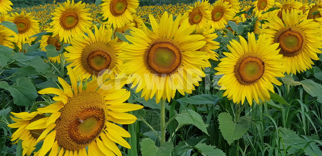 plant,해바라기,꽃,flower,식물,식물,자연,plants,nature,꽃,flower