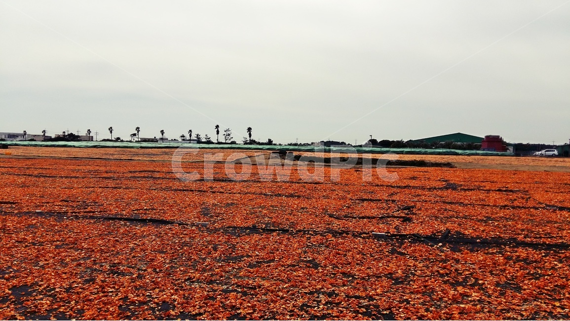 제주도,감귤,올레길,오름,감성,낭만,오렌지,주황색,바다,수평선,자연,풍경,nature,landscape,한국자연풍경,한국자연경관,korea nature landscape,제주도,jeju,jeju island,ground,바닥,outdoors,옥외,land,땅