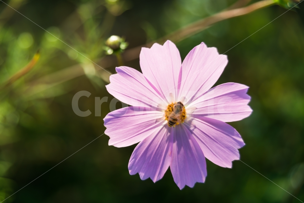 가을,코스모스,햇빛,계절,꽃,식물,들꽃,들판,공원,나들이,사물,분홍,핑크,역광,꿀벌,벌,일벌,곤충,가을,계절,fall,autumn,season,식물,자연,plants,nature,꽃,flower,동물,animal,곤충,벌레,insect,bug,plant