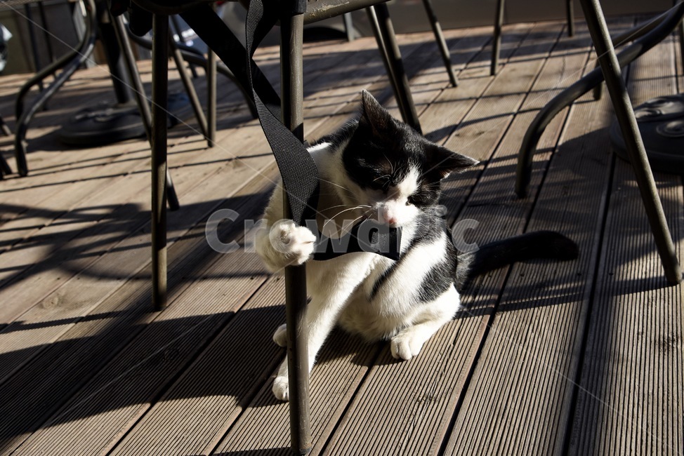 cat,고양이,kitten,냥이,길냥이,길고양이,동물,animal,포유류,mammal,고양이,cat,kitten,kitty