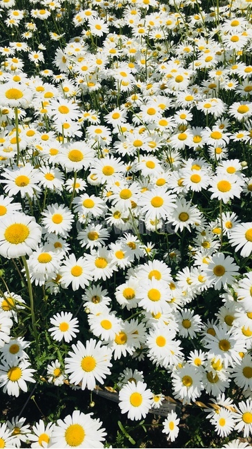 꽃,식물,꽃밭,데이지,데이지꽃,식물,자연,plants,nature,꽃,flower