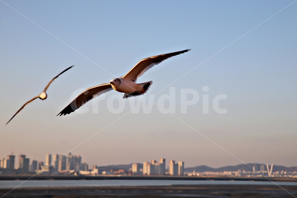 갈매기,바다,송도,오이도,새,동물,animal,조류,새,birds