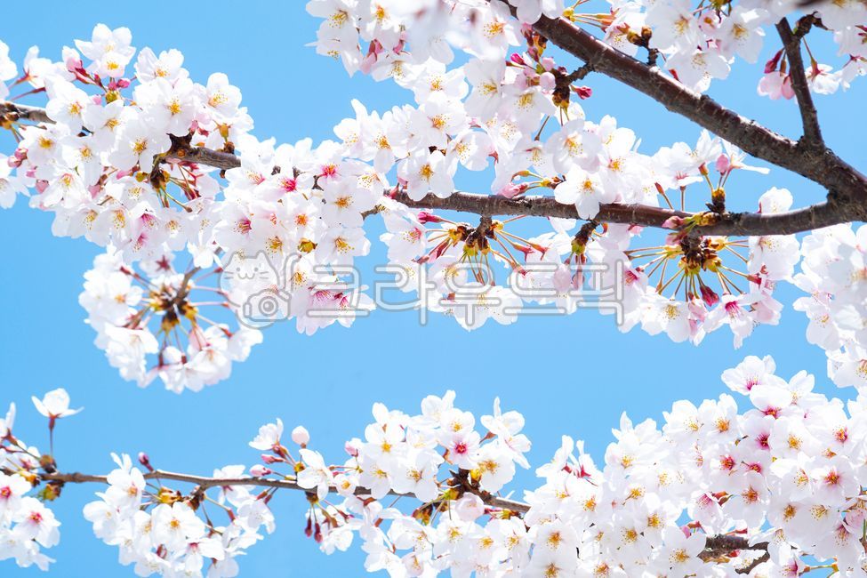 blue sky,cherry tree,pink,Cherry Blossom,May,cherries,cherryblossom,March,flowering,scenery,branch,spring,petal,white,copy space,weather,season,spring news,sky,pink flowers,blossom,natural,nature,clear,tree,full bloom,April,flower,cherry blossom tree,outd