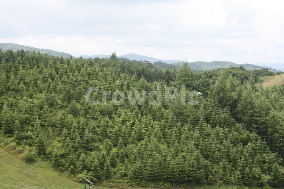 숲,식물,잔디,목장,tree,나무,자연,풍경,nature,landscape,plant,fir,전나무