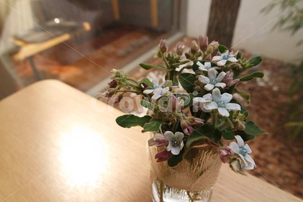 조명,감성사진,편안함,인테리어,소품,감성,배경,식물,자연,plants,nature,꽃,flower,실내용화초,화분,화초,house plant,인테리어,실내디자인,interior design