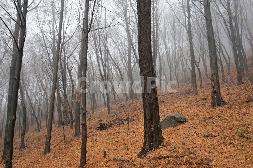 자락길,산책로,산책,겨울,낙엽,나무,숲,nature,tree,woods,forest,winter,rain,rock,vertical,ground,바닥,plant,식물,tree trunk,나무 줄기