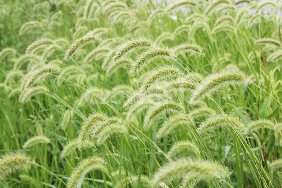 강아지풀,벼과,한해살이풀,구미초,낭미초,식물,자연,식물,자연,plants,nature