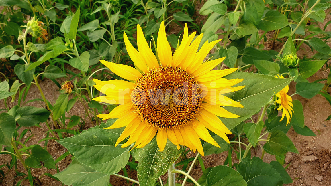 plant,식물,blossom,꽃,flower,해바라기,sunflower