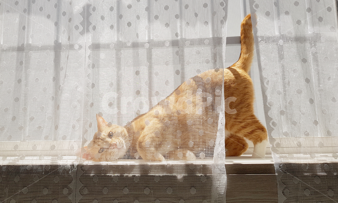 코리안숏헤어,고양이,치즈태비고양이,치즈태비,cat,반려묘,애완동물,동물,animal,포유류,mammal,고양이,cat,kitten,kitty