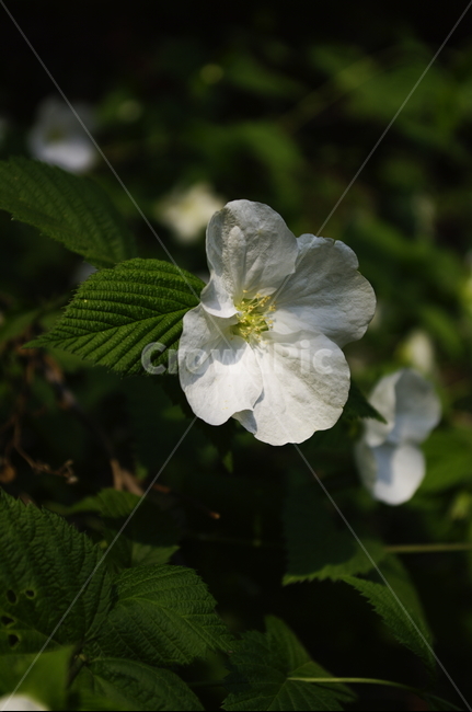 병아리꽃나무,꽃,flower,계절,봄,spring,식물,plant,자연,nature,식물,자연,plants,nature,꽃,flower