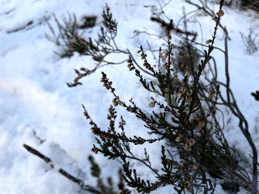 nature,자연,outdoors,옥외,겨울,눈,겨울나무,식물,겨울,계절,winter,season