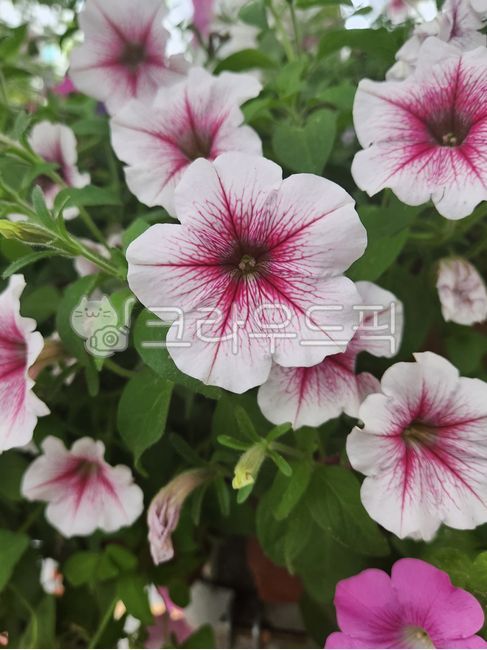 flower,꽃,petal,꽃잎,흰색꽃,식물