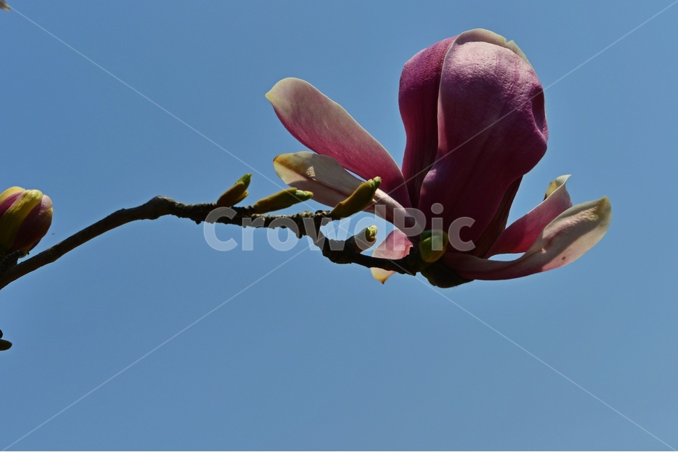 plant,식물,목련,자목련,꽃,봄꽃,봄,계절
