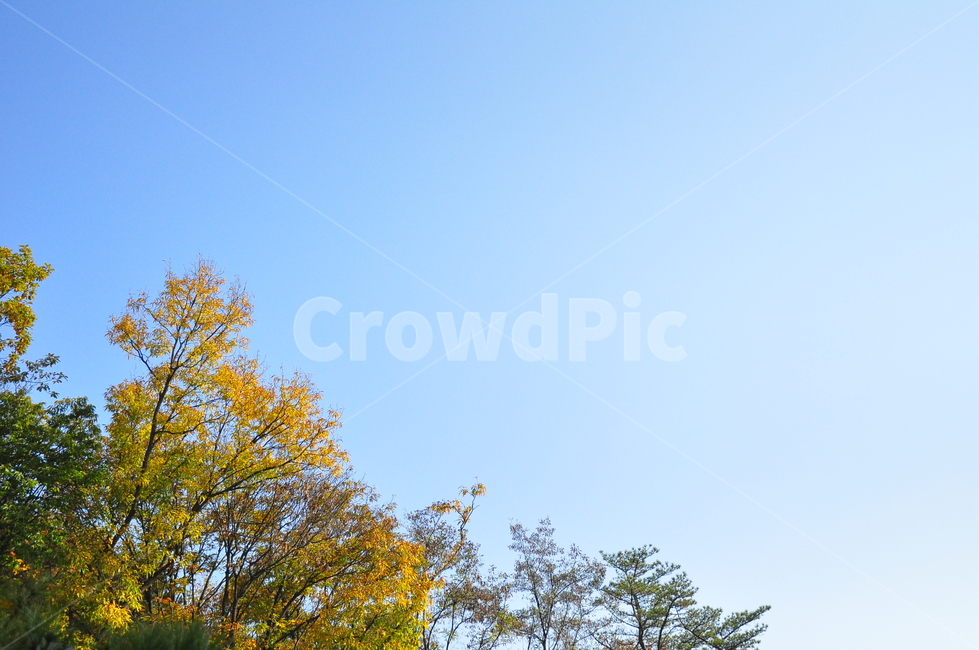 가을,은행나무,나무,하늘,가지,나무가지,나무잎,autumn,ginkgotrees,trees,leaves,sky,yellow,가을,계절,fall,autumn,season,자연,풍경,nature,landscape,식물,plants,나무,trees,wood,plant,tree