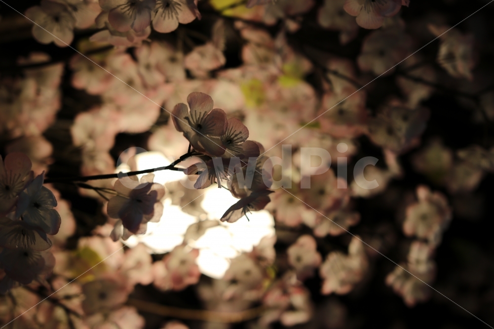 벚꽃,꽃,조화,체리블로섬,cherryblossom,봄,계절,spring,season,식물,자연,plants,nature,꽃,flower,야경,밤,풍경,nightscape,night,landscape,plant,blossom,geranium,제라늄