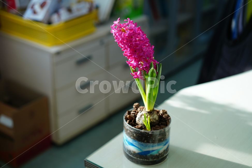 꽃,플라워,식물,생명,생물,핑크,분홍,컬러,color,flower,pink,화분,취미,녹색,그린,꽃,flower,실내용화초,화분,화초,house plant