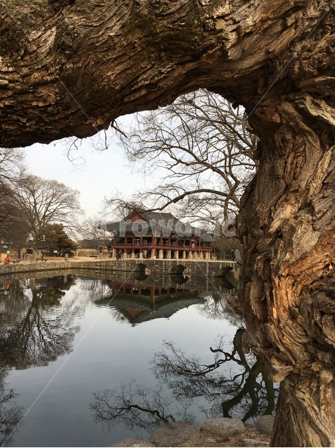 광한루,광한루원,고목,연못,대칭,남원,gwanghallu,gwanghallupavilion,oldtree,pond,symmetry,namwon,한국전통,한국문화,korean traditional,korean culture,랜드마크,landmark,tourist attraction,한국랜드마크,한국관광지,한국명소,korea landmark,korea tourist attraction