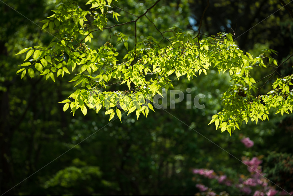 꽃,봄,계절,자연,식물,나무,새싹,야외,공원,풍경,빛,spring,season,plants,nature,flower,감성,sensible,feeling,녹색,green,반짝임,나들이,계절바람,산책,투명,landscape,휴식,힐링,rest,relaxation,healing