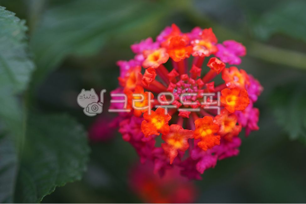 lantana,medicinal,head painting,ornamental,seven changes,commonlantana,Excess vervain