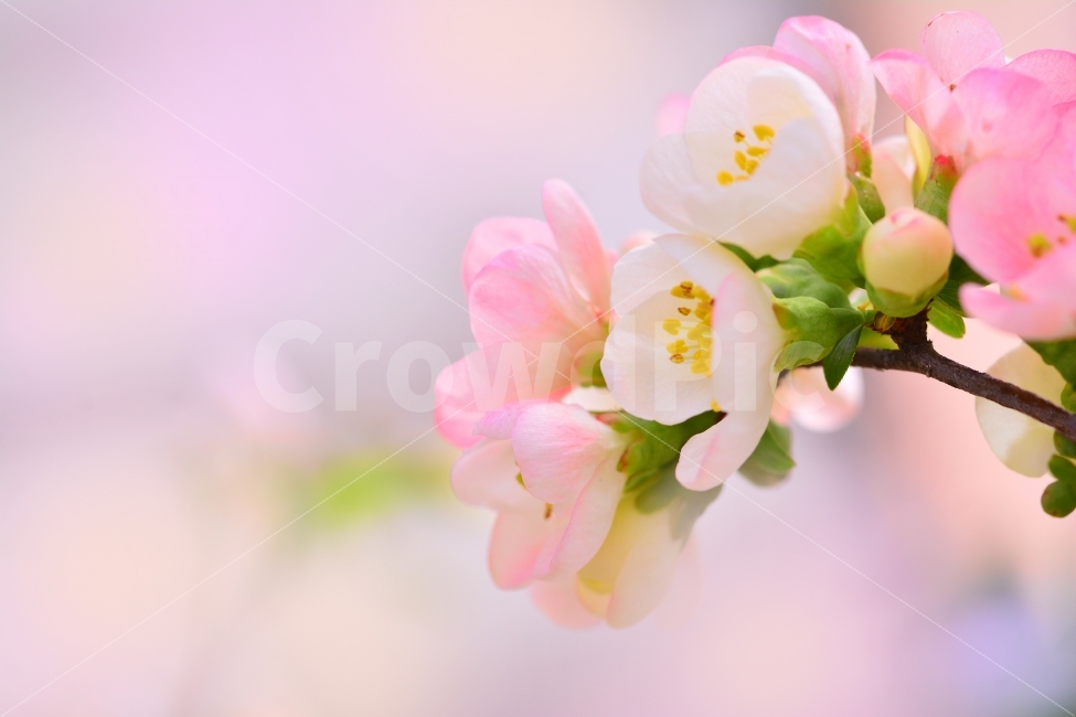 웨딩,축하,꽃다발,감성,분위기,필,느낌,배경,바탕,백그라운드,시안,디자인,디자이너,사보,카다로그,출판,편집,전단,모바일,홈페이지,콘텐츠,마케팅,마켓팅,뉴스레터,브로셔,책자,표지,잡지,광고,서적,우아함,아름다운,뷰티풀,우아한,화사함,여성,꽃,식물,부케,sns,ebook,flowers,feel,pink,핑크,분홍,배경흐림,보케,빛망울,이벤트,event,선물,기념일,졸업,입학,출산,발렌타인,화이트데이,분홍색,칼라풀,colorful,색감,색상,그라데이션,부드러운,고급,럭셔리,품위,명자꽃,봄이미지,wedding,장식,꽃꽃이디스틀레이,데코레이션,향기,화장품,향수,파스텔톤,식물,자연,plants,nature,꽃,flower,감성,sensible,feeling