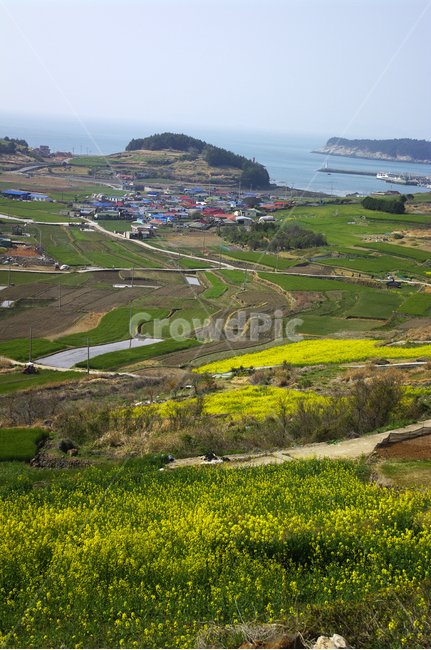 유채꽃,꽃밭,꽃,flower,계절,봄,spring,하늘,구름,마을,산,밭,시골,청산도,섬,바다,풍경,봄,계절,spring,season,시골,마을,풍경,landscape,country,rural,town,scenery,nature,자연,outdoors,옥외,경치