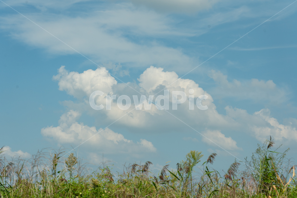 sky,cloud,하늘,구름,자연,풍경,자연,풍경,nature,landscape,식물,plants,weather,날씨,outdoors,옥외,cumulus,적운