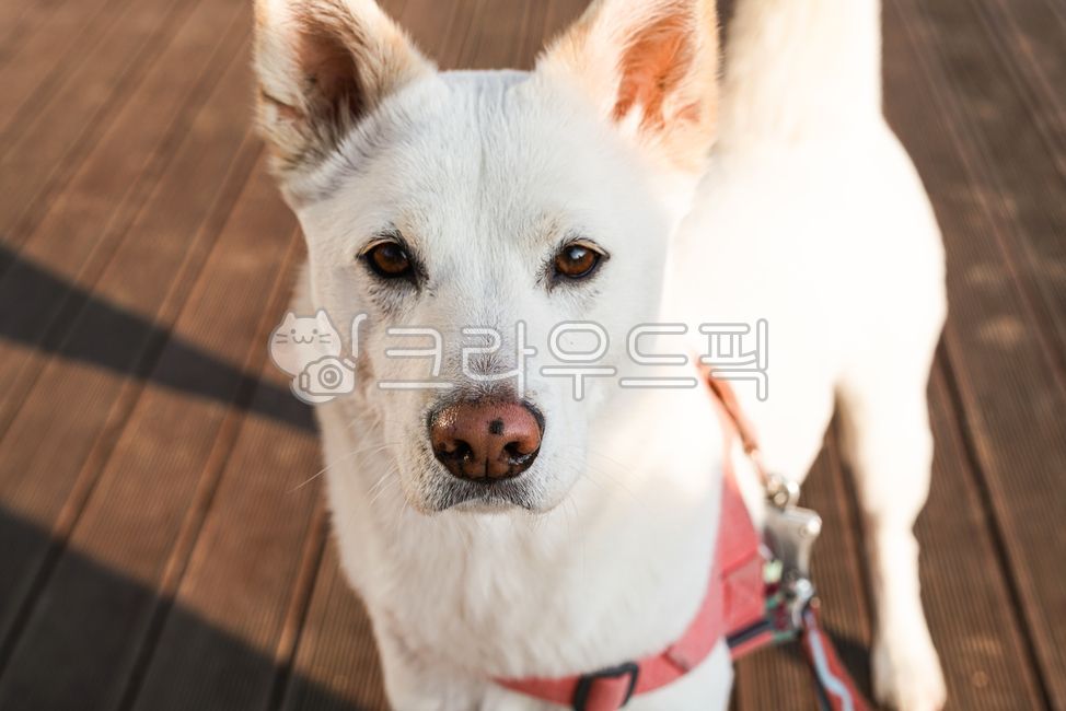 동물,dog,개,진돗개,하얀개,whitedog,koreandog,pet,애완동물,animal