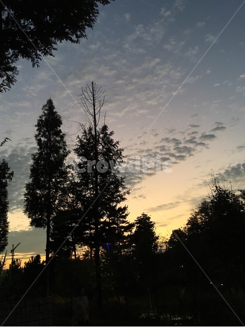 노을,하늘,피크닉,풍경,구름,나무,숲,자연,풍경,nature,landscape,fir,전나무,plant,식물,tree