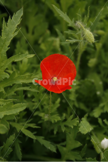 개양귀비,식물,flower,plants,nature,꽃,꽃봉오리,꽃밭,식물,자연,plants,nature,꽃,flower