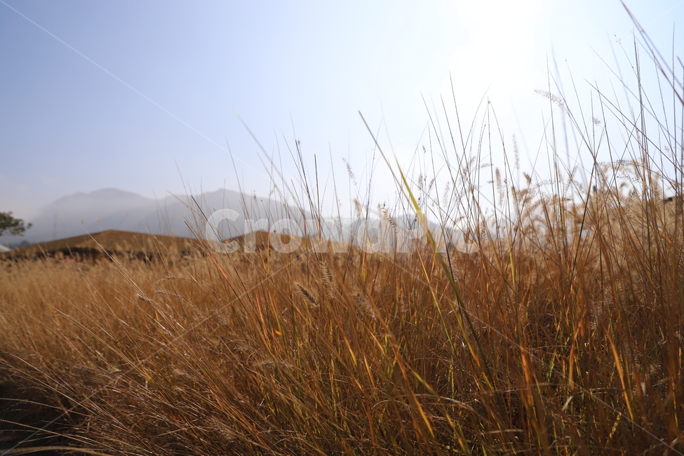 가을,갈대,강아지풀,햇빛,풀밭,풍경,자연,식물,plant,태양,해,nature,가을,계절,fall,autumn,season,grass,잔디