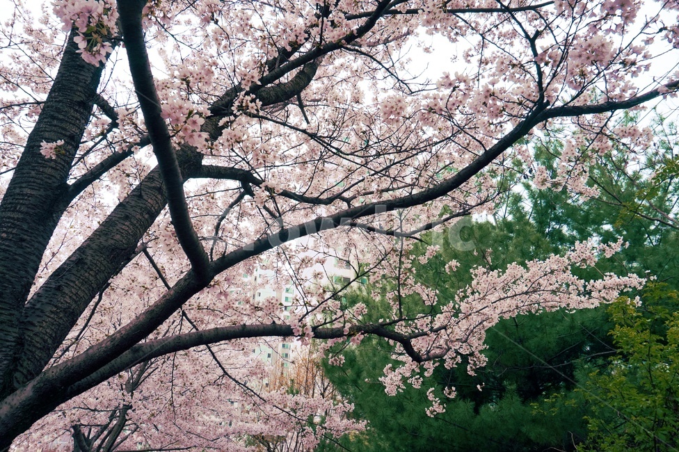 나무,벚꽃,분홍,풍경,꽃