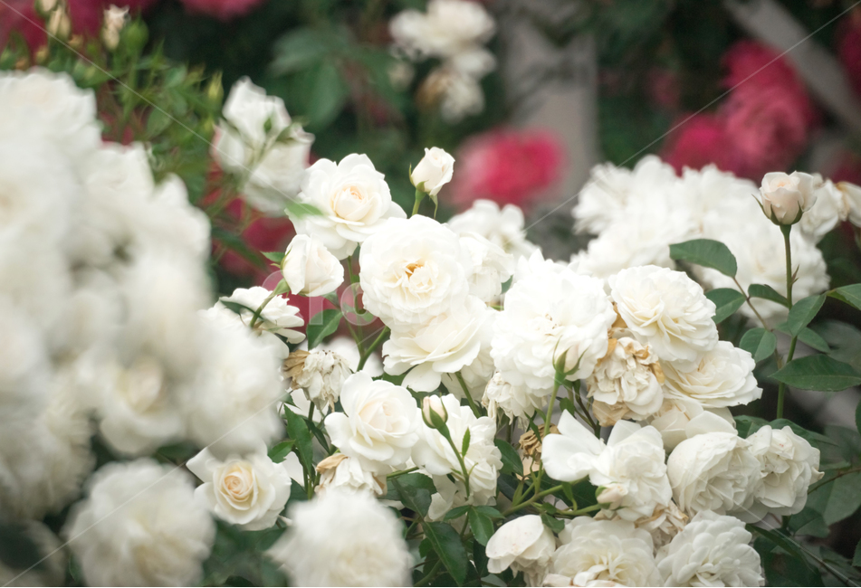 장미,꽃,flower,flowers,rose,꽃밭,자연,식물,nature,plant,plants,꽃잎,장미꽃,식물,자연,plants,nature,꽃,flower