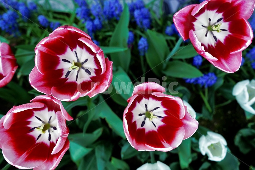 튤립,봄,bloom,꽃,식물,자연,화사함,꽃향기,tulip,colorful,floral,flower,gardenflowers,happymind,life,nature,plant,spring봄,spring,식물,자연,plants,nature,꽃,flower