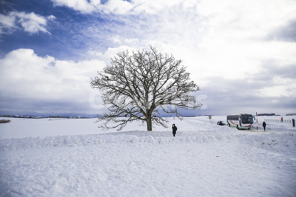 눈,겨울,하늘,나무,자연,일본풍경,여행사진,여행,새하얀,겨울,계절,winter,season,자연,풍경,nature,landscape,나무,trees,wood,outdoors,옥외,plant,식물,tree