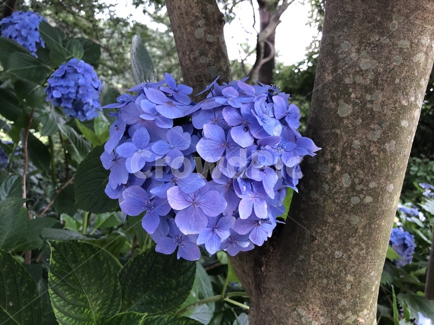 꽃,수국,하트모양,하트,파란색,여름꽃,자연