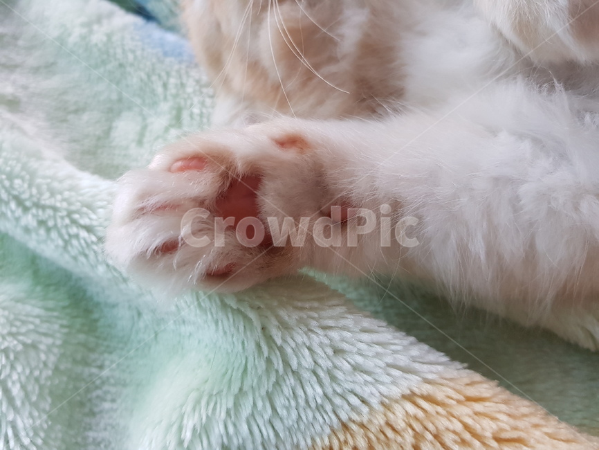 고양이,고양이발,젤리,핑크젤리,귀여움,동물,animal,포유류,mammal,고양이,cat,kitten,kitty