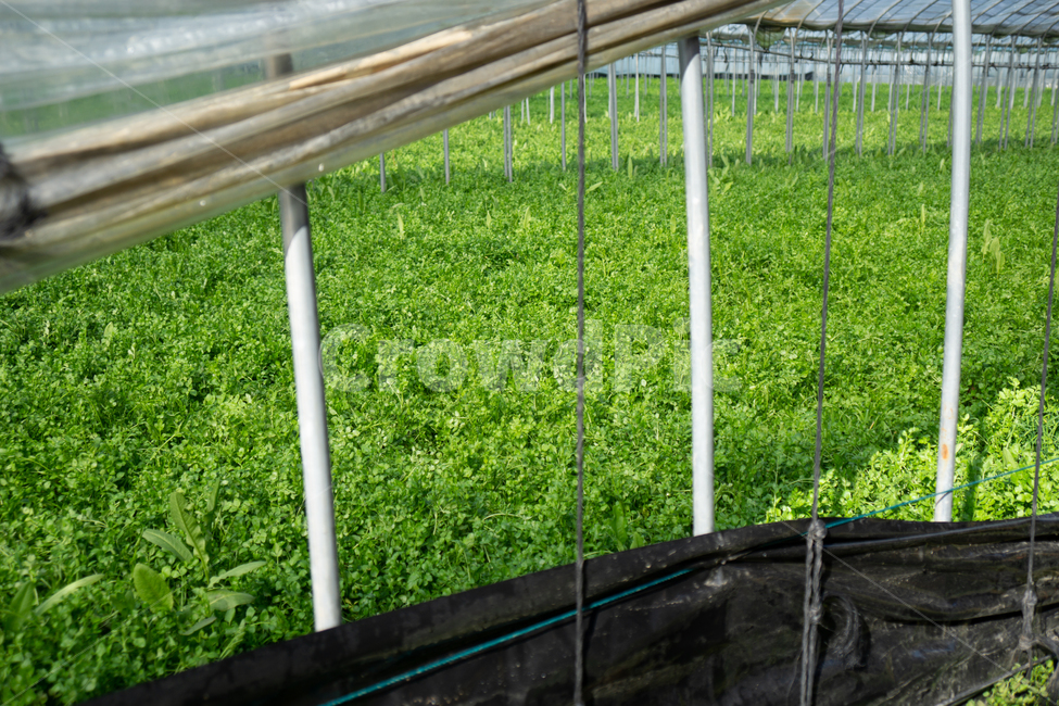 미나리,초록,그린,풀,채소,채소,야채,vegetables,농업,농사,agriculture,farming,farming industry