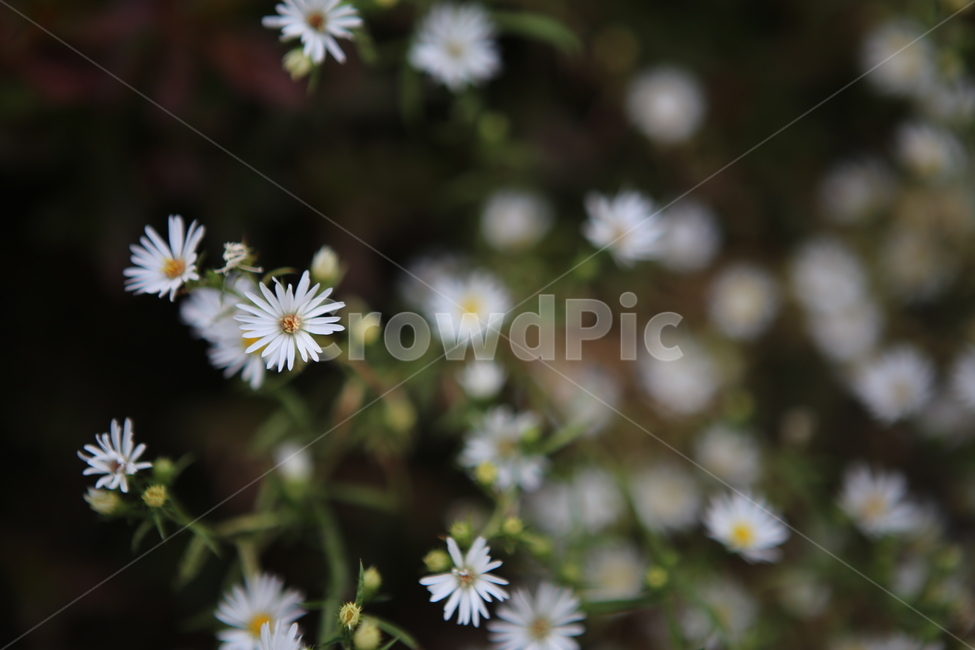 꽃,하얀꽃,꽃밭,들꽃,flower