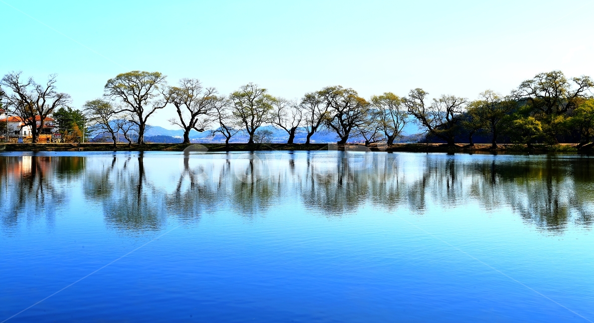 왕버들,하늘,물,저수지,반곡지,반곡리,자연,풍경,nature,landscape,water,outdoors,옥외