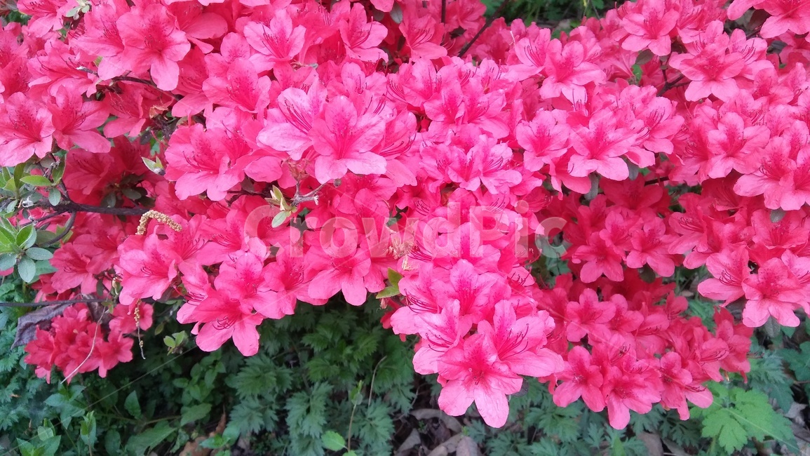 봄,철쭉,등산,여유,꽃