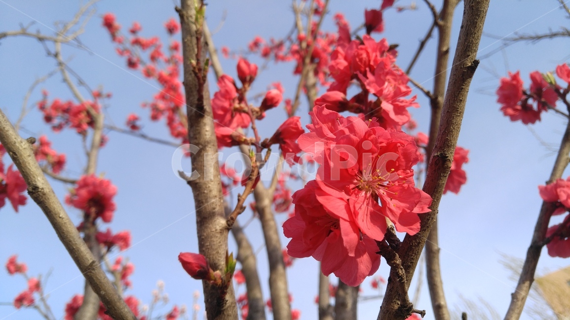 붉은매화,홍매화,매화,매화꽃,붉은꽃,꽃,붉은색,레드,봄,배경,감성,japaneseapricotflower,aredflower,flower,red,spring,emotional,background