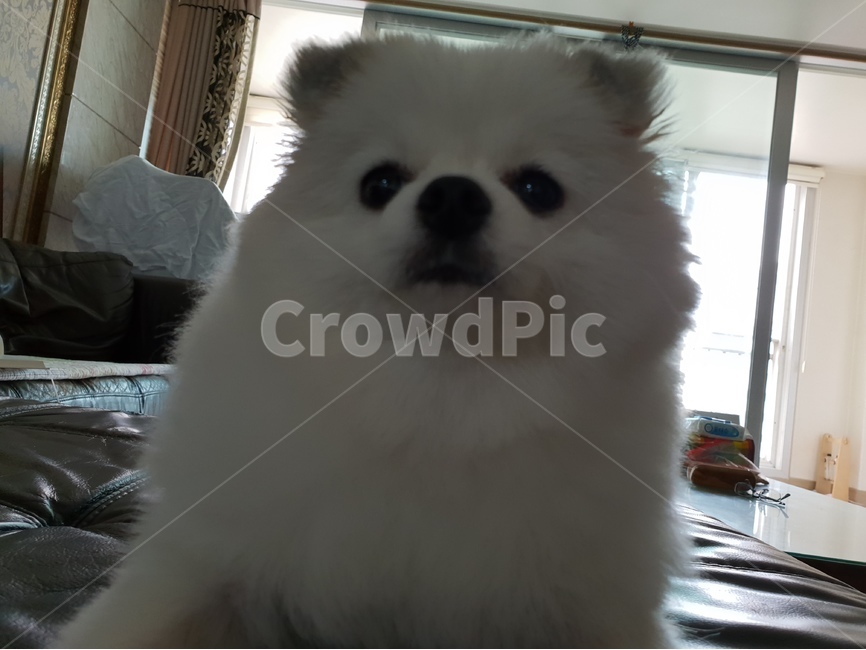 반려견,동물,강아지,개,포메,포메라니안,애완견,반려동물,puppy,dog,가족,동물,animal,포유류,mammal,개,강아지,dog,doggy
