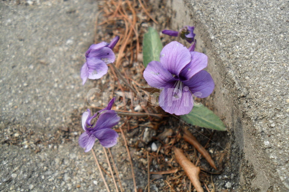 제비꽃,길가,들꽃,보라보라,봄,식물,자연,plants,nature,꽃,flower