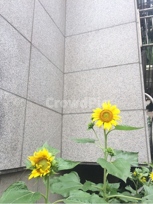 꽃,자연,식물,flower,nature