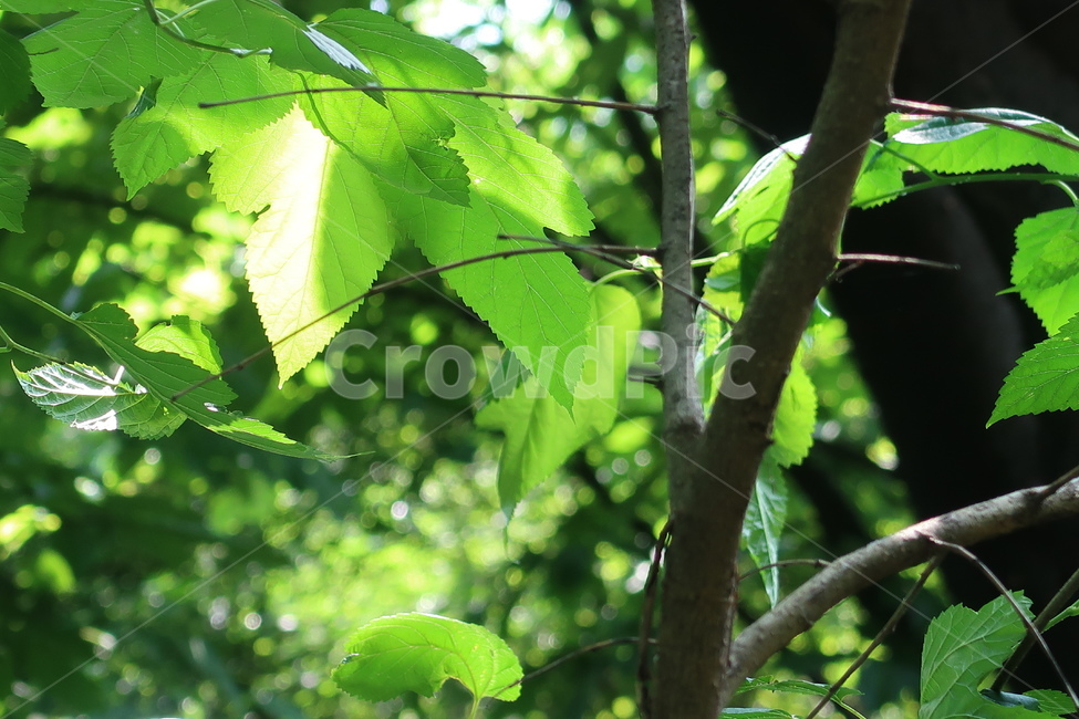 자연,식물,나무,나뭇잎,잎사귀,햇살,햇빛,빛,nature,힐링,healing,tree,forest,숲,초록색,green,색깔,색채,색감,감성,color