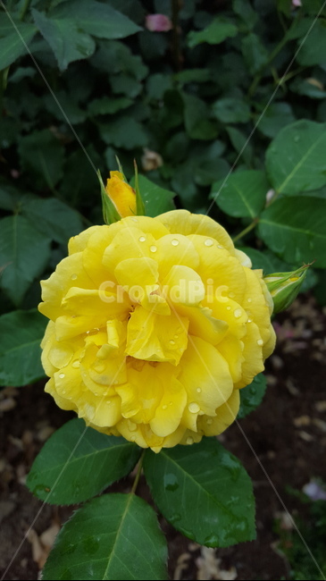 비온후,장미,이슬,슬픔,노란꽃,노란장미,식물,꽃,식물,자연,plants,nature,꽃,flower