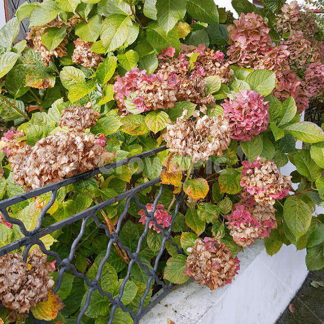 꽃,수국,만개,flower,담장,덩쿨,식물,분홍,핑크,자연,담쟁이,정원,시골,원예,식물,자연,plants,nature,꽃,flower
