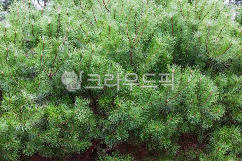 소나무,침엽수,구과식물,초록색,잎,나무,식물,야외,자연,pine,tree,conifer,pinusdensiflora