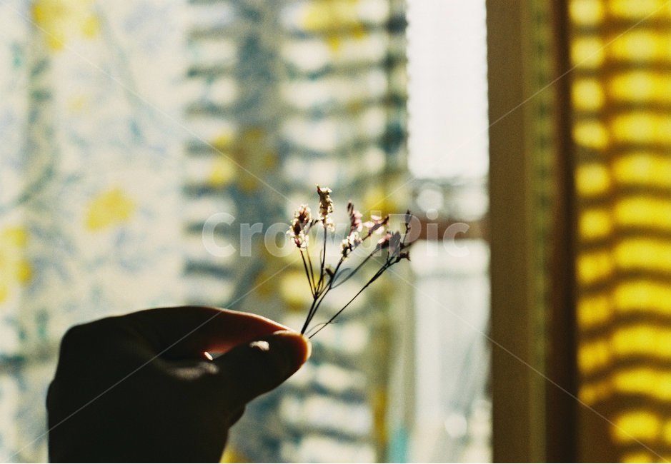 꽃,필름사진,filmphoto,감성,필카감성,일상,햇살,노을,아날로그,앤틱,식물,자연,plants,nature,꽃,flower,사람,인물,인간,human,person,신체일부,몸,body,감성,sensible,feeling