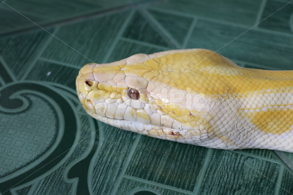뱀,동물,파충류,비단뱀,뱀머리,동물,animal,파충류,양서류,reptile,amphibian